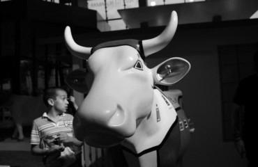 cow-dominio-nimbu-2011-14